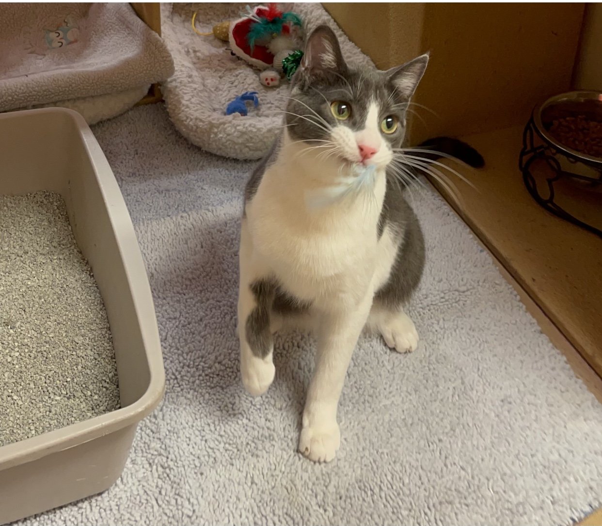 adoptable Cat in Cypress, TX named Neville