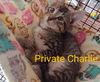 Private Charlie