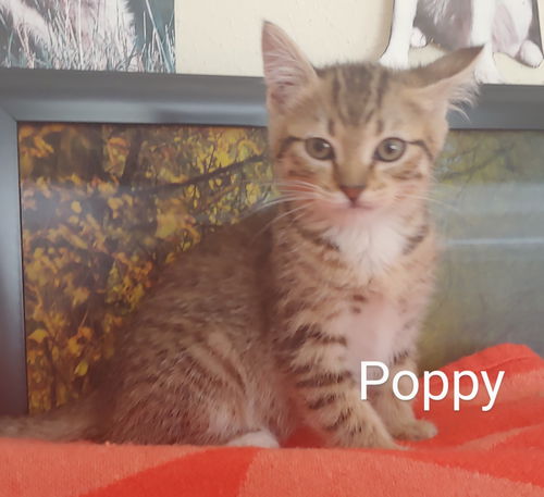 Poppy