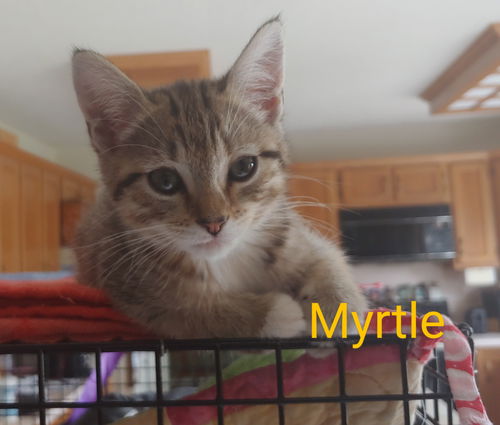 Myrtle