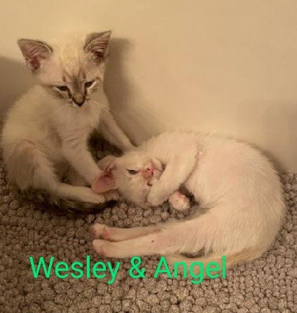 Angel and Wesley