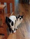 adoptable Cat in cypress, TX named Clover