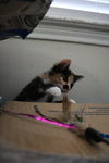 Margot