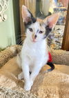 Zena