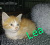 LEA