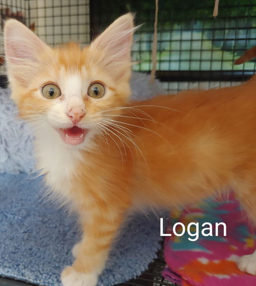 Logan