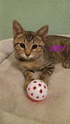 Joey