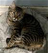 adoptable Cat in cypress, TX named ZUCHINNI