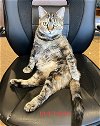 adoptable Cat in cypress, TX named Dutchess