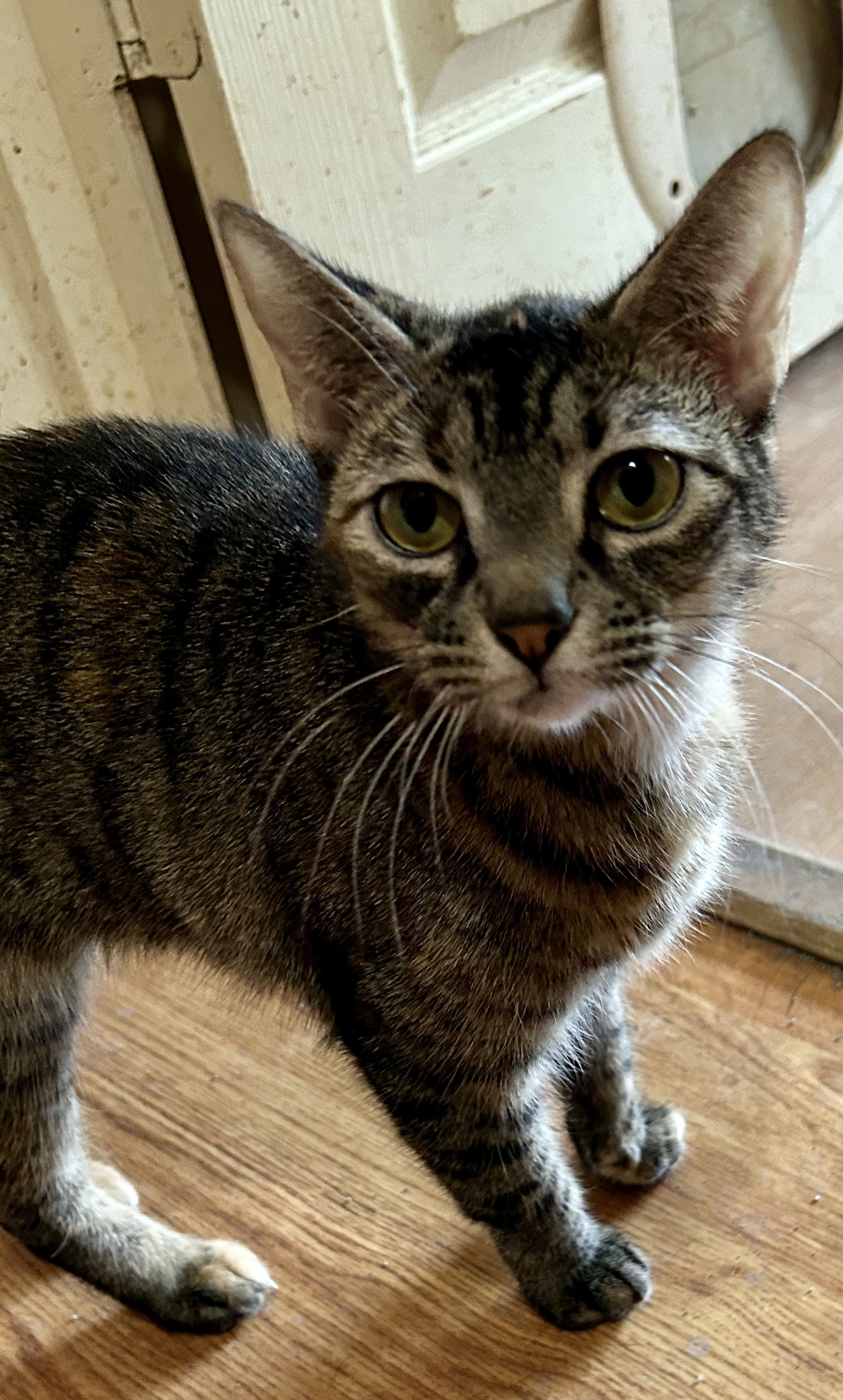 adoptable Cat in Cypress, TX named DOT