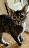 adoptable Cat in cypress, TX named DOT