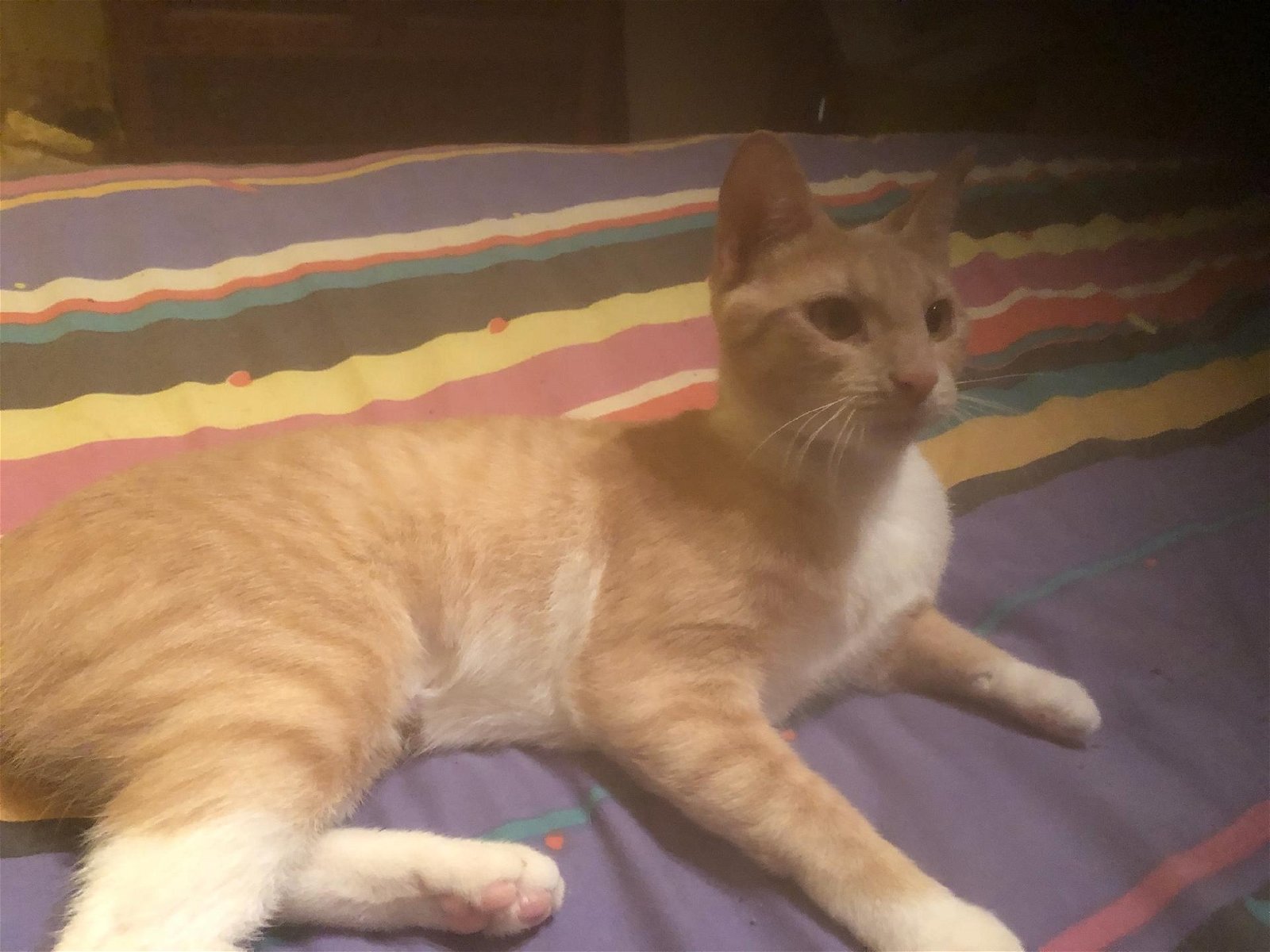 adoptable Cat in Cypress, TX named Peaches