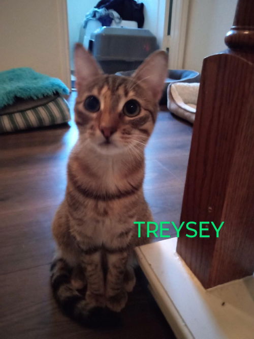 Treysey