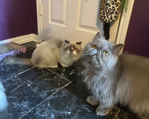 Mushu (12 y/o) and Meeko (2 y/o)