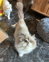 Mushu (12 y/o) and Meeko (2 y/o)