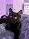 Willow