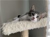 adoptable Cat in cypress, TX named Furrnando