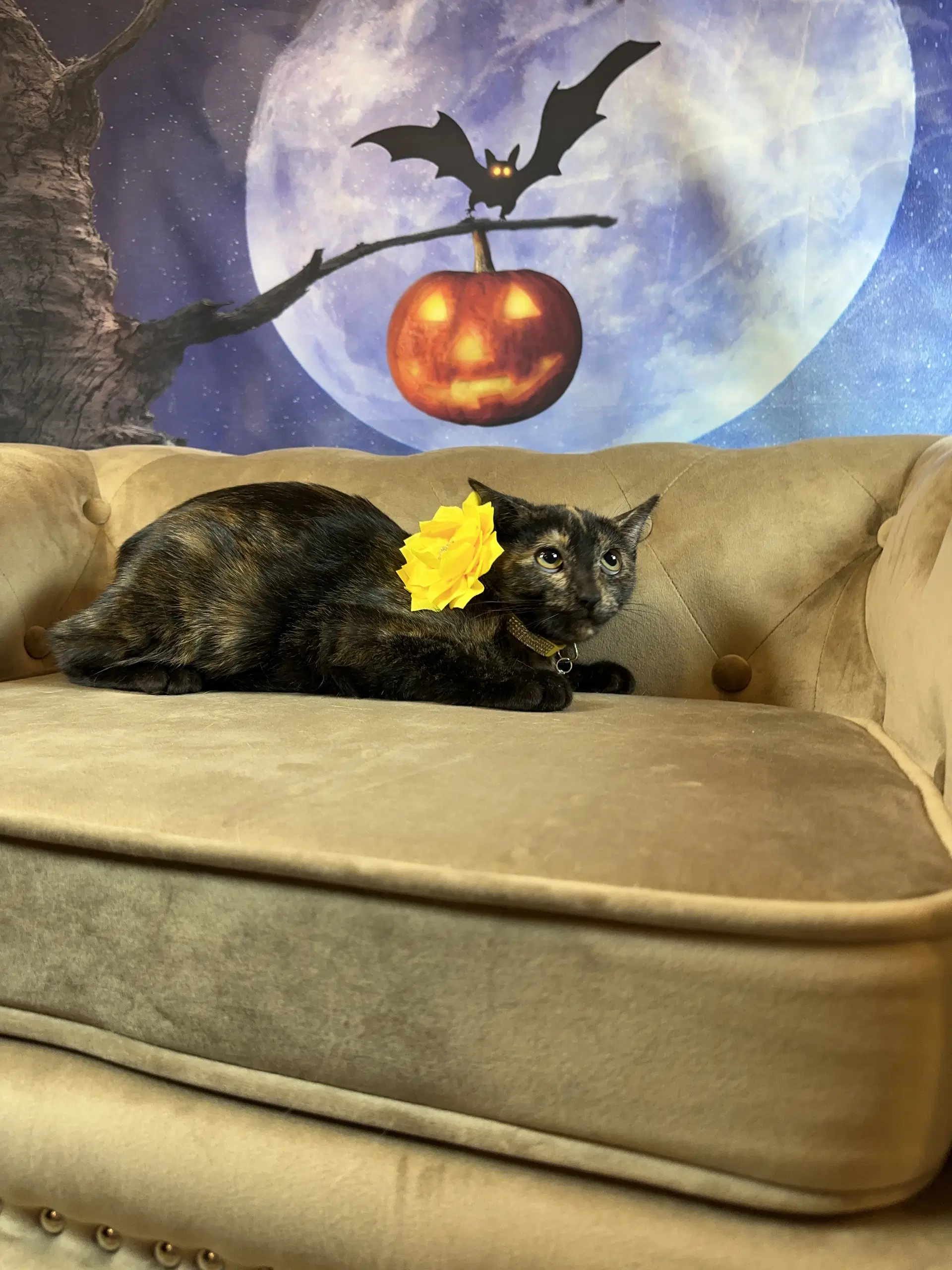 Toffee - Domestic Short Hair