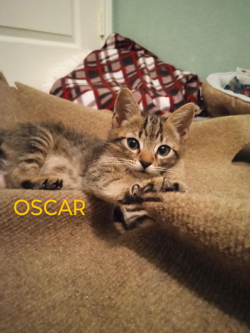 OSCAR