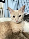 adoptable Cat in cypress, TX named Colby Jack