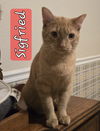 adoptable Cat in Cypress, TX named SIGFRIED