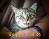 SKIPPY