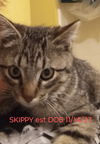 SKIPPY