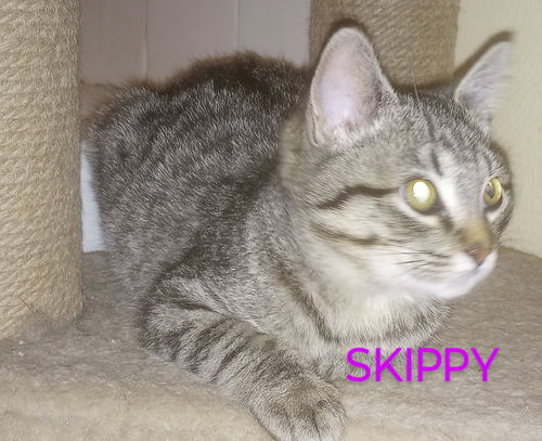 SKIPPY