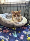 adoptable Cat in cypress, TX named Huckleberry
