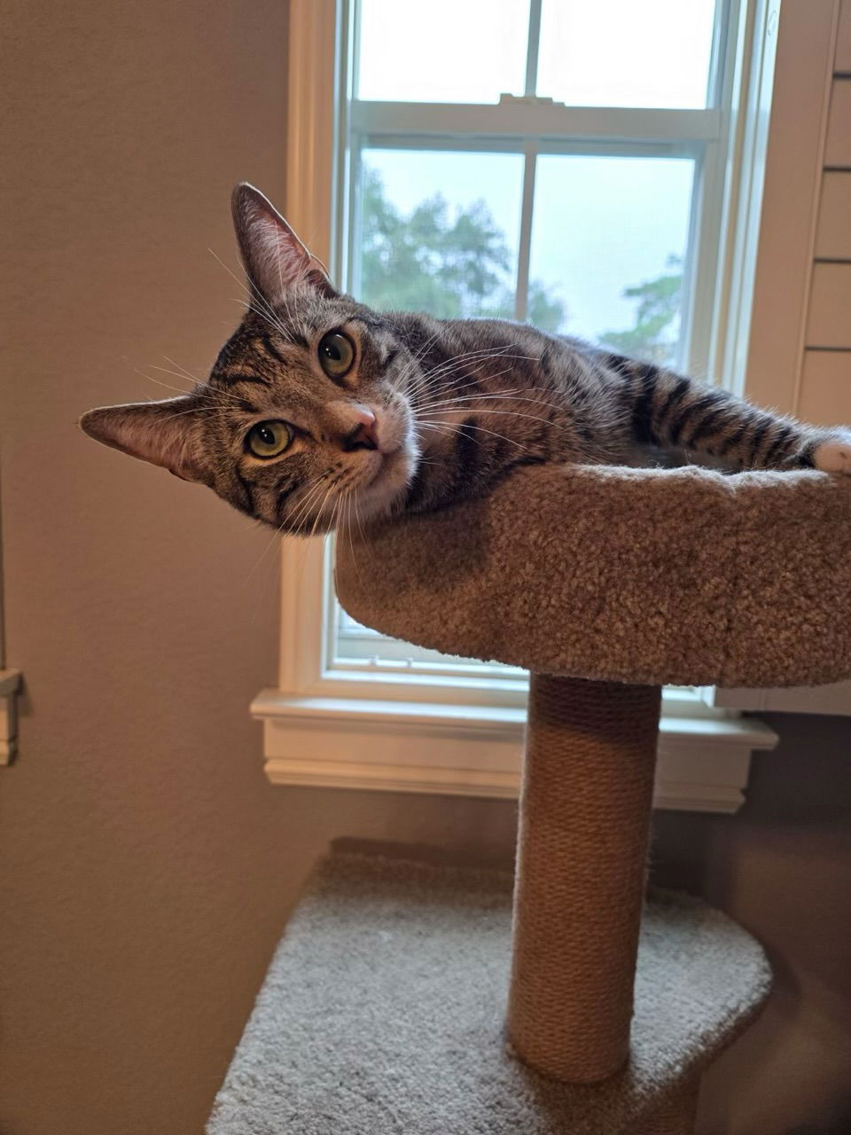 adoptable Cat in Cypress, TX named FERRIS