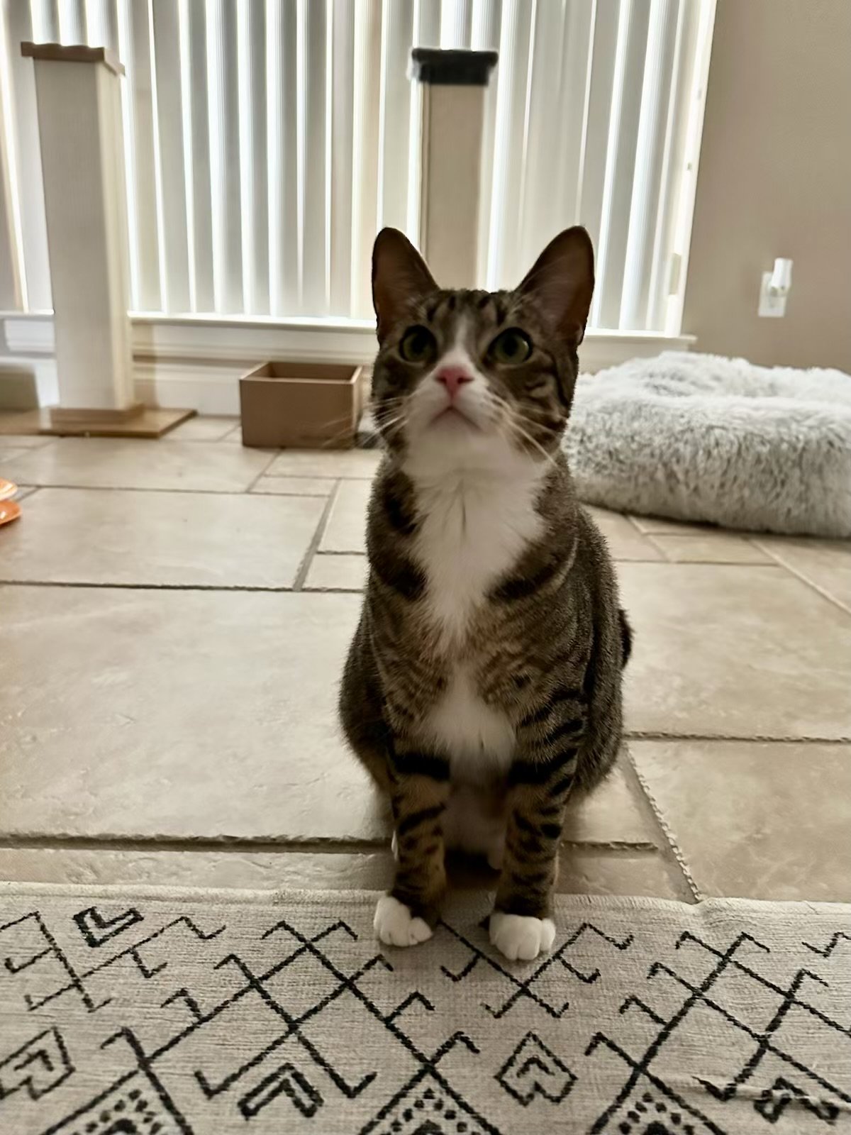 adoptable Cat in Cypress, TX named PIPER