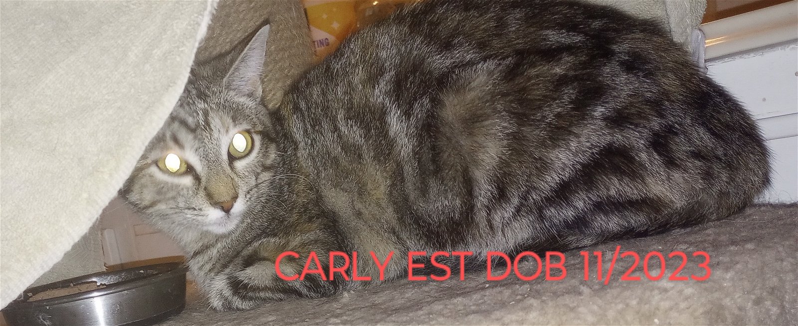 adoptable Cat in Cypress, TX named CARLY