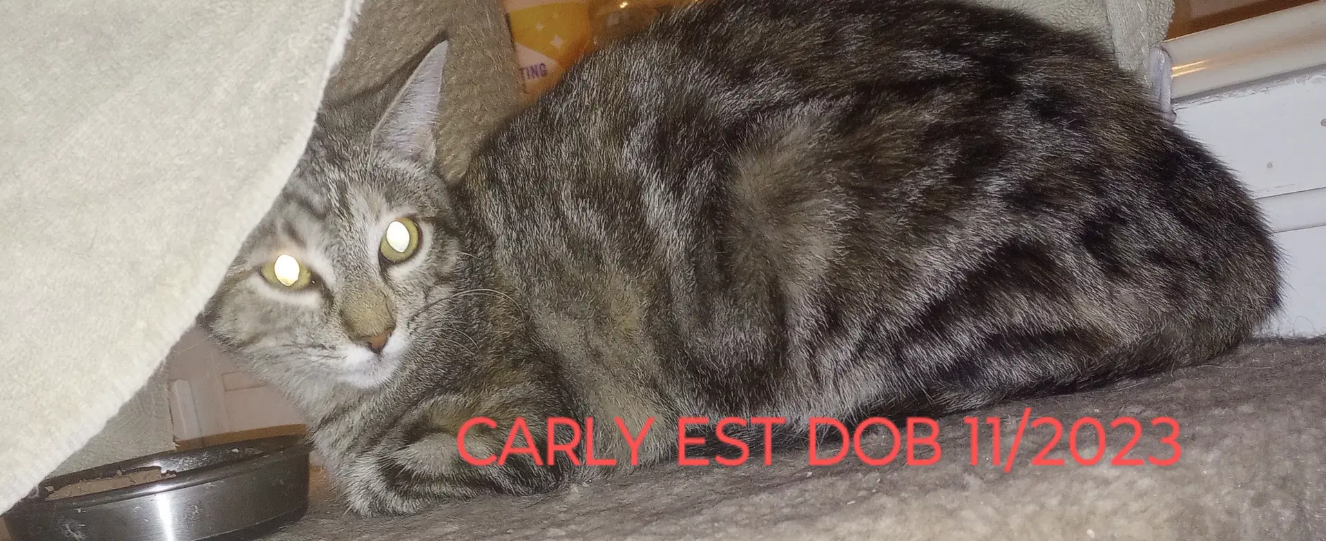 Carly - Domestic Short Hair