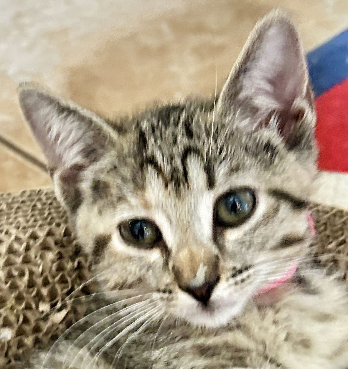 adoptable Cat in Cypress, TX named Meowy Cyrus