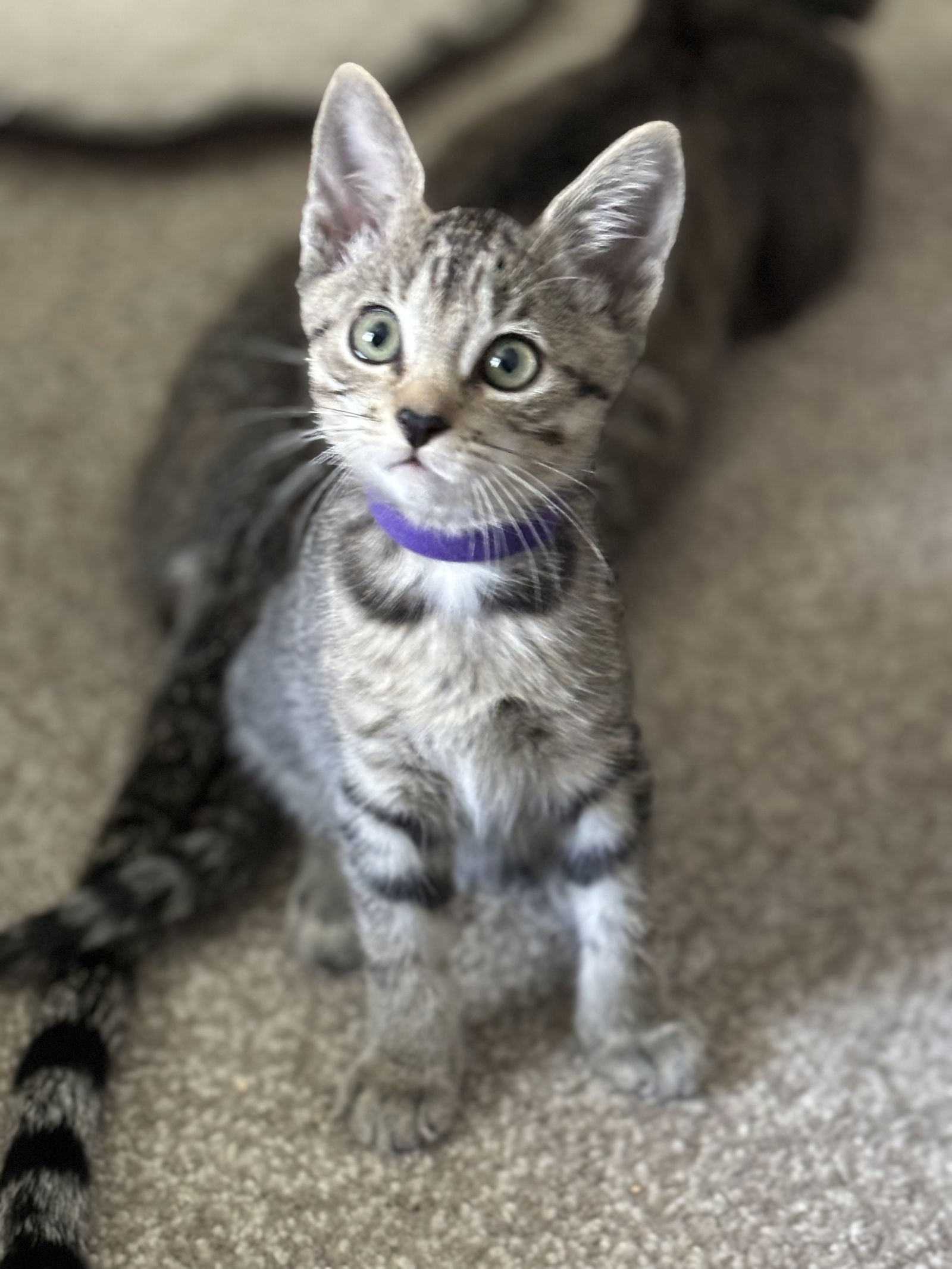 adoptable Cat in Cypress, TX named Violet