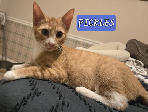 MR PICKLES