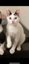 adoptable Cat in cypress, TX named WINKY