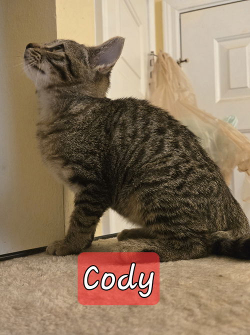 CODY