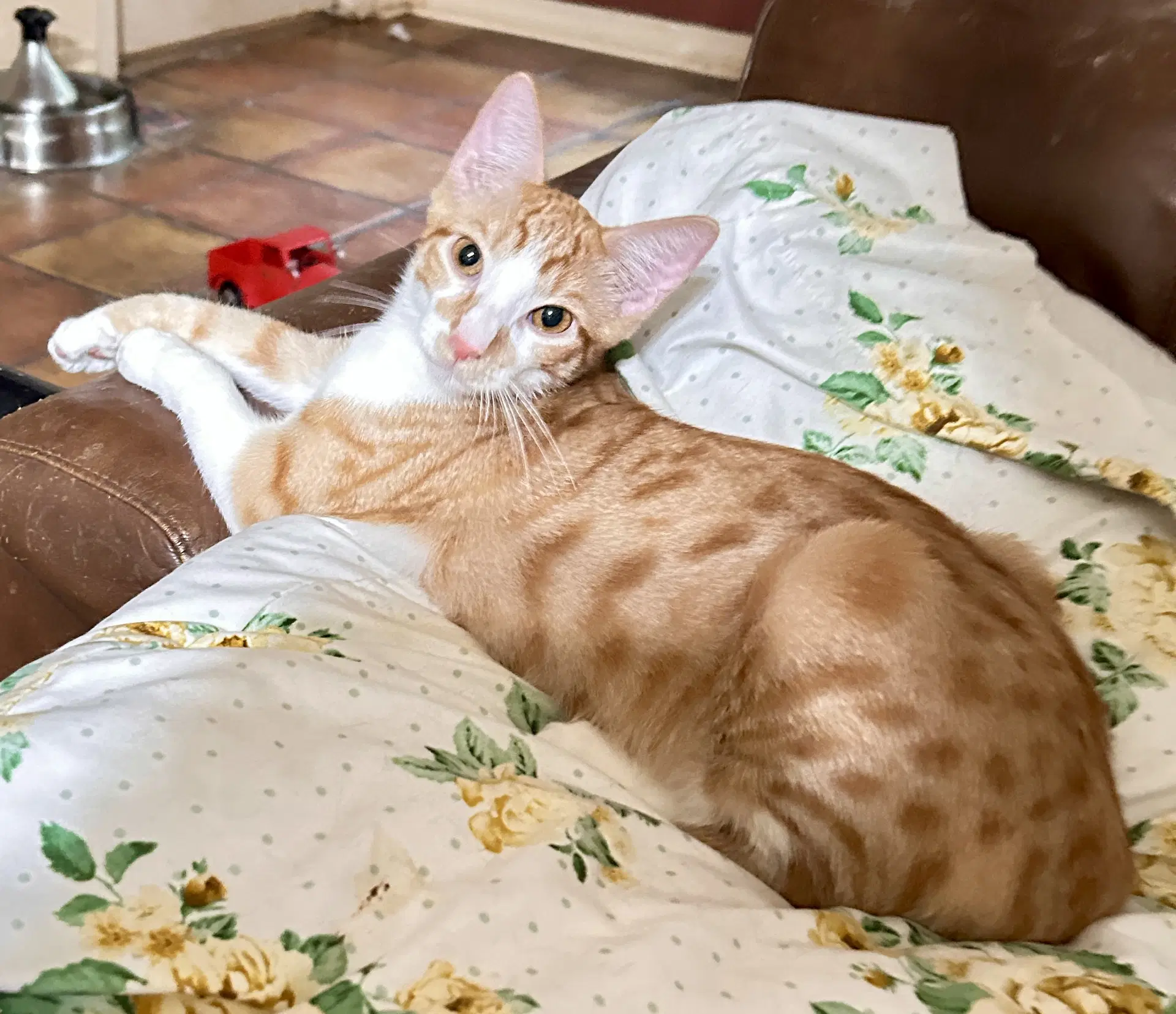 Cherrio - Tabby
