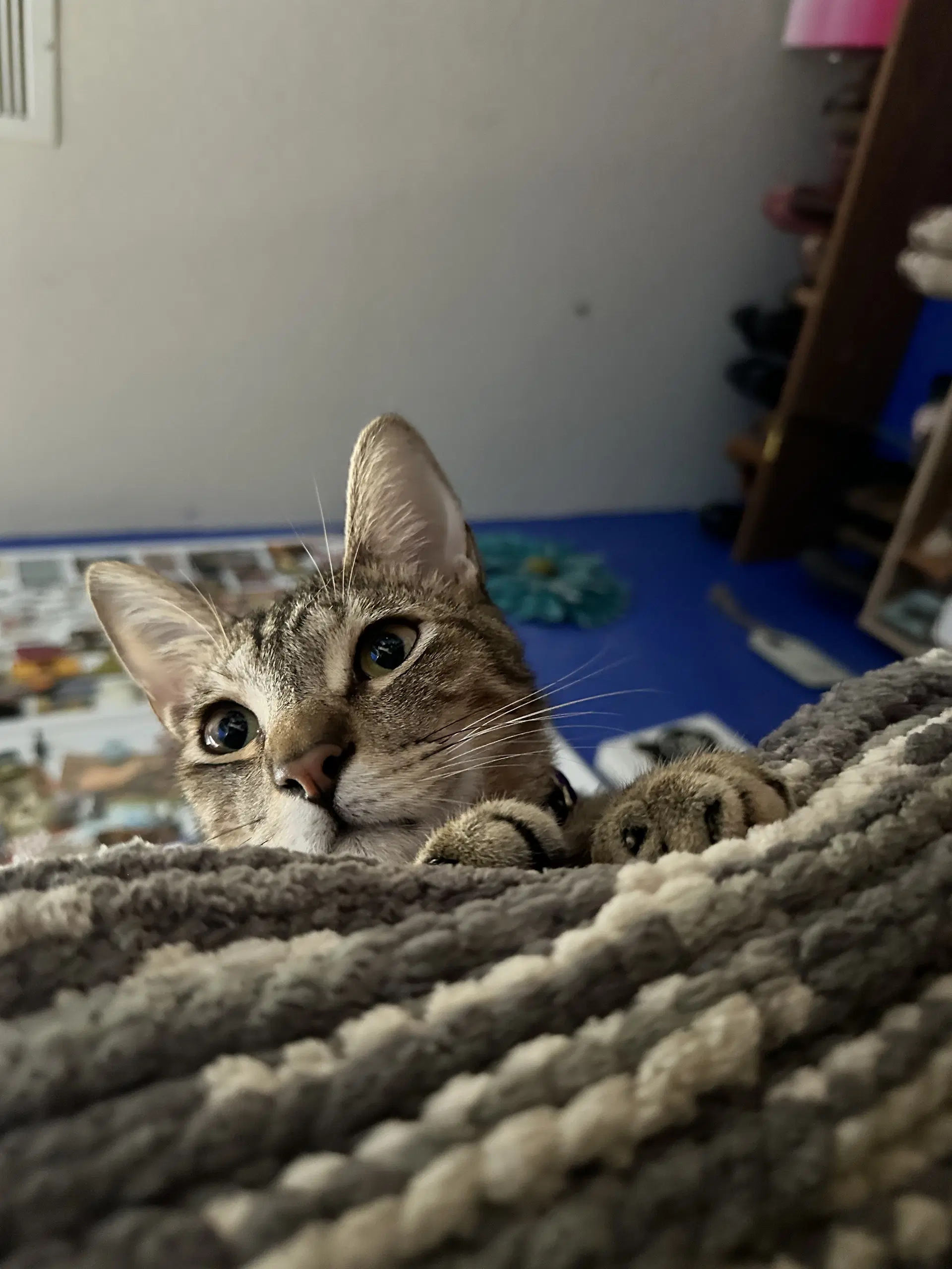 Hank - Domestic Short Hair