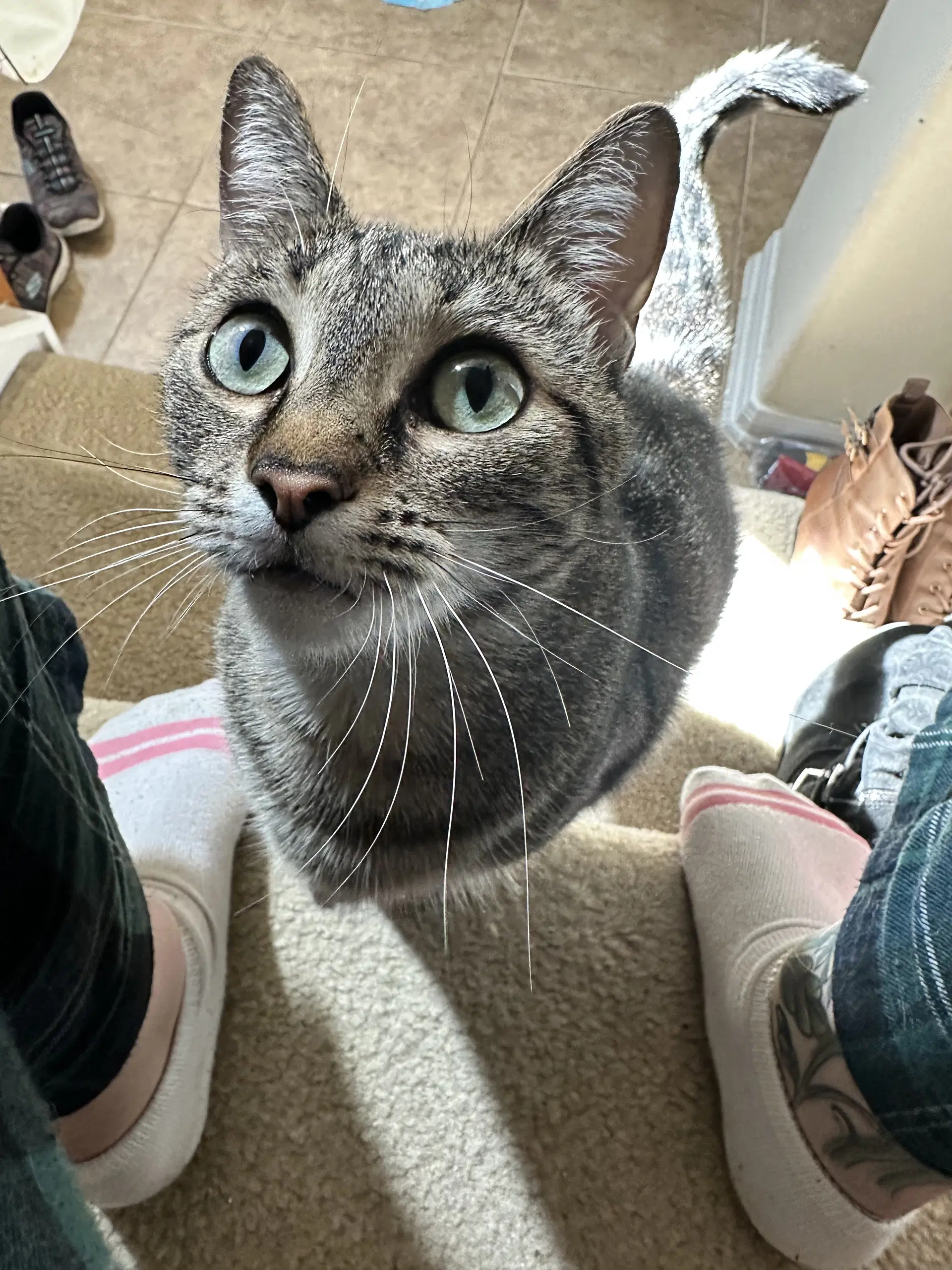 Granola - Domestic Short Hair