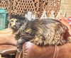 Miss Priss