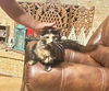 Miss Priss