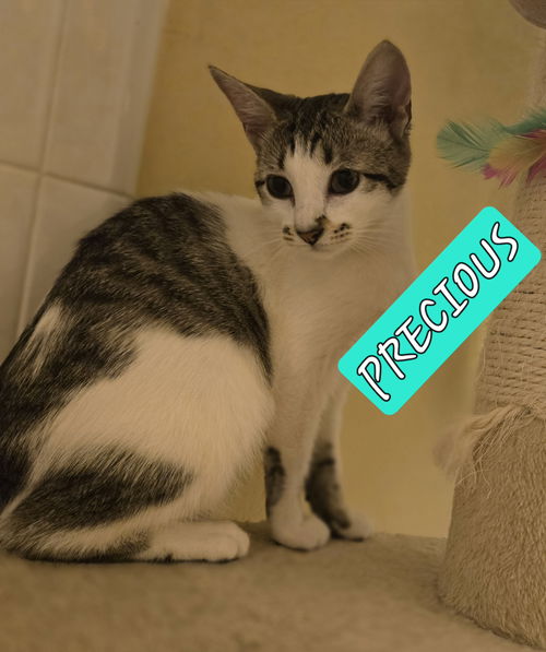 PRECIOUS