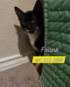 Frank