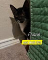Frank