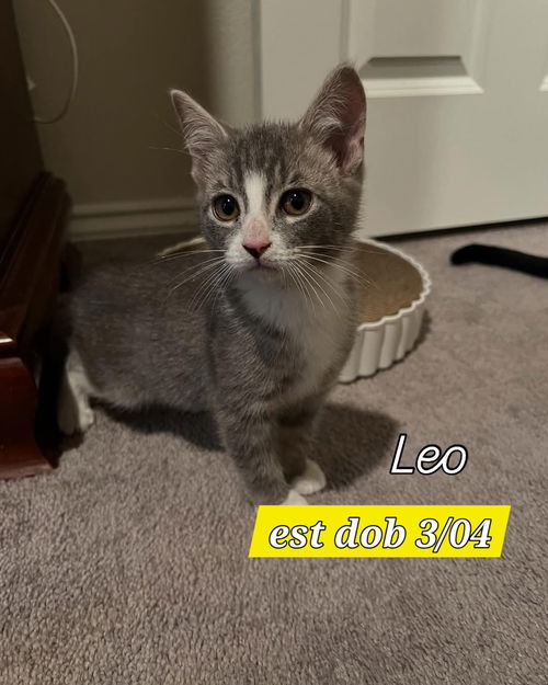 Leo