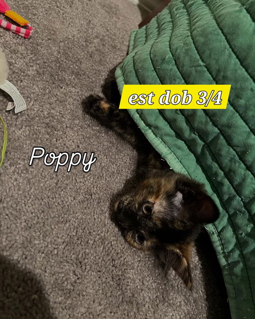 Poppy