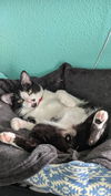 Domino