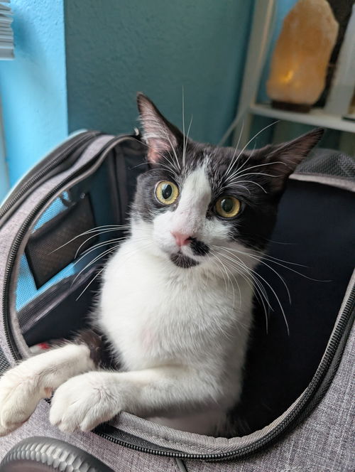 Domino